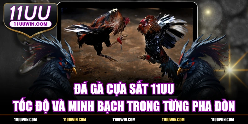 Đá Gà Cựa Sắt 11UU - Tốc Độ, Minh Bạch Trong Từng Pha Đòn
