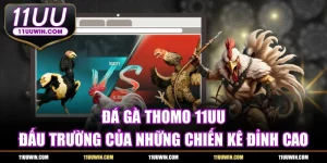 Đá Gà Thomo - Đấu Trường Của Những Chiến Kê Đỉnh Cao